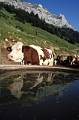 tomme de savoie 04